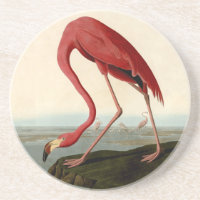 Flamant rose américain Audubon