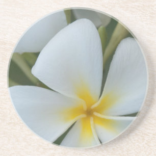 Dessous De Verre En Grès Fleur de Plumeria Tropicale Blanche De Fidji