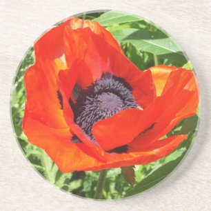 Dessous De Verre En Grès Fleur rouge en pleine floraison