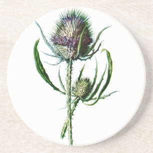 Dessous De Verre En Grès Fleur sauvage d'antiquité de chardon d'écossais du