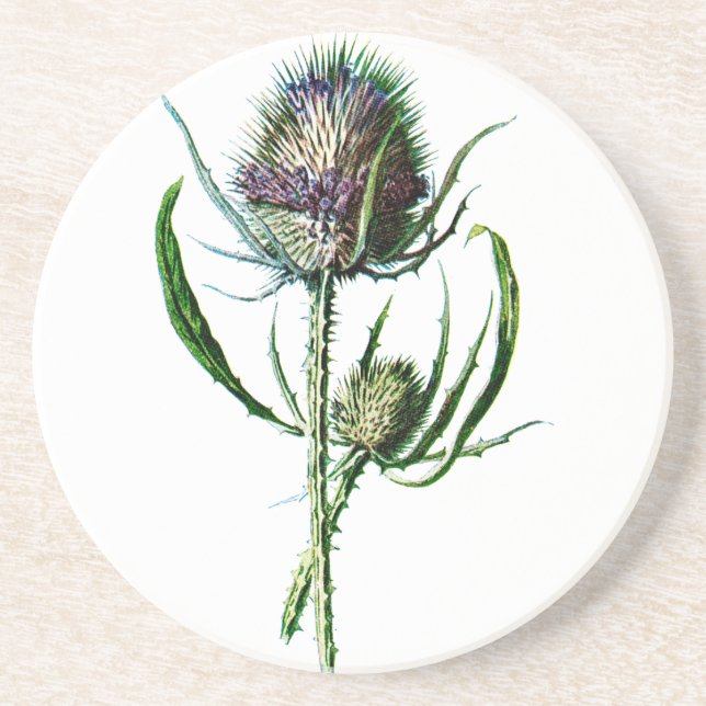 Dessous De Verre En Grès Fleur sauvage d'antiquité de chardon d'écossais du (Devant)