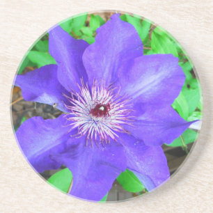 Dessous De Verre En Grès Fleur violette Clematis