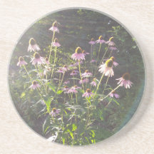 Fleurs d'échinacée au soleil