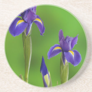 Dessous De Verre En Grès Fleurs d'iris