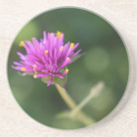 Fleurs violettes Été Nature Photographie Florale