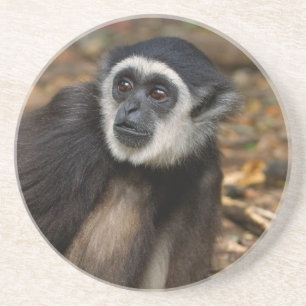 Dessous De Verre En Grès Gibbon à mains blanches (Hylobates Lar), Monkeylan