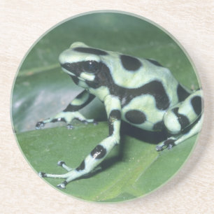 Dessous De Verre En Grès Grenouille à flèche, (Dendrobates auratus) Cahuita