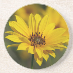 Dessous De Verre En Grès Hélénium de marguerite jaune