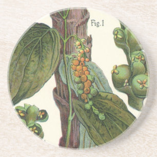Dessous De Verre En Grès Herbes et épices alimentaires vintage, plante de p