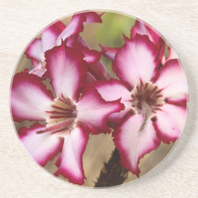 Dessous De Verre En Grès Impala Lily (Adenium Multiflorum), Kruger (Devant)