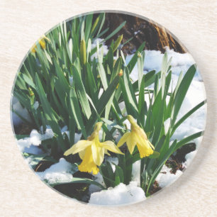 Dessous De Verre En Grès Jaune Daffodils fleurs dans la neige