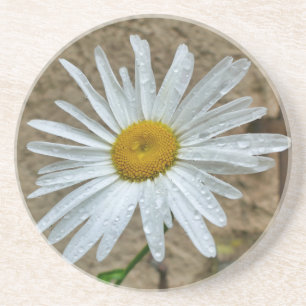 Dessous De Verre En Grès Leucanthemum