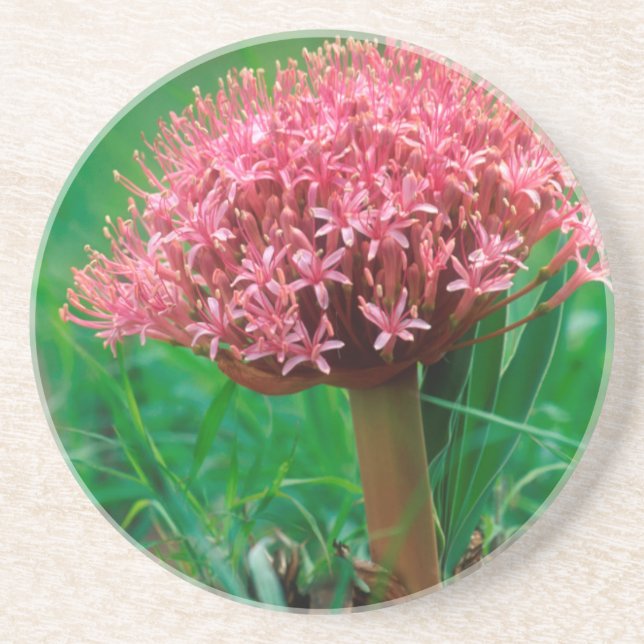 Dessous De Verre En Grès Lily africaine (Agapanthus Praecox), Mala Mala (Devant)