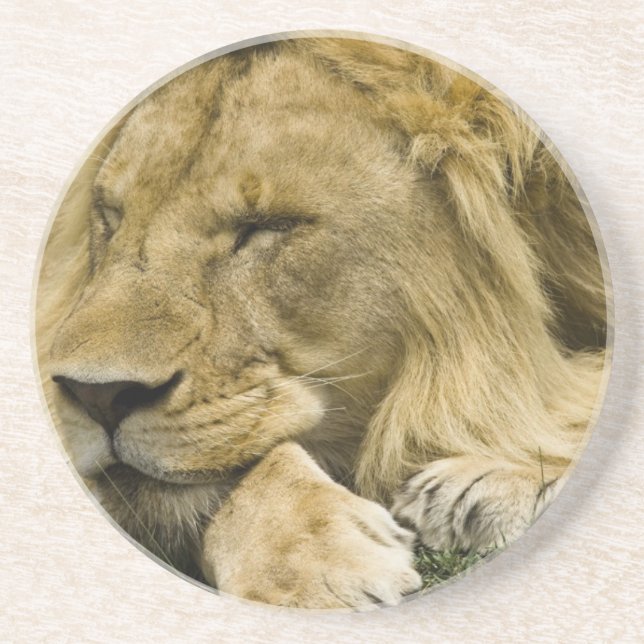 Dessous De Verre En Grès Lion d'Afrique, Lion panthère, endormi (Devant)