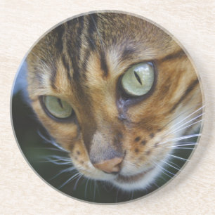 Dessous De Verre En Grès Magnifique chat Bengal