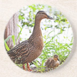 Dessous De Verre En Grès Mallard et Ducklings par Shirley Taylor