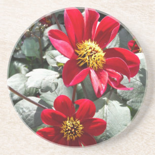 Dessous De Verre En Grès marguerite rose chaud rouge / marguerites fleurs