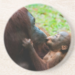 Dessous De Verre En Grès Mère orang-outan et bébé
