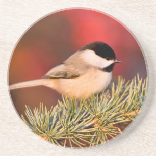 Dessous De Verre En Grès Mésange de Caroline dans un cèdre de l'Atlas bleu