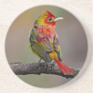 Dessous De Verre En Grès Moulage de Tangère - Photo originale