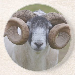 Dessous De Verre En Grès Moutons