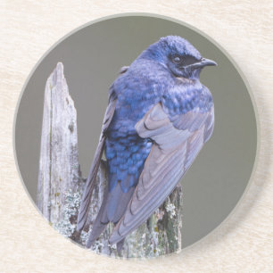 Dessous De Verre En Grès Nid de mâle Purple Martin au-dessus du lac Sammami