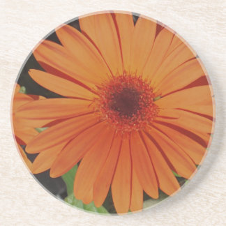Dessous De Verre En Grès Orange Gerber gerbera Daisy daisie