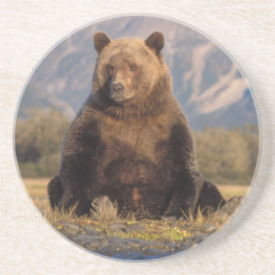 Dessous De Verre En Grès ours brun, Ursus arctos, grizzli, Ursus