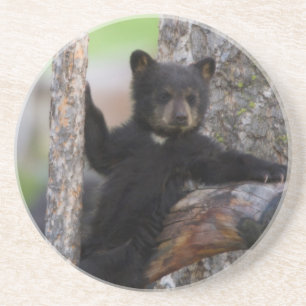 Dessous De Verre En Grès Ourson ours noir se reposant