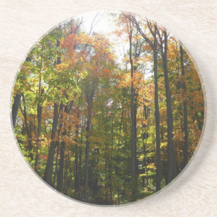Dessous De Verre En Grès Paysage d'automne de forêt ensoleillée