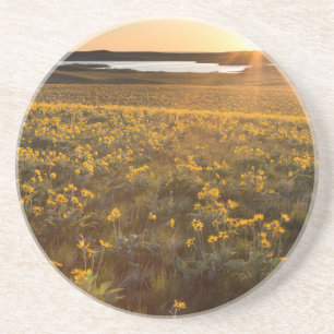 Dessous De Verre En Grès Pied de flèche Balsamroot Fleurs sauvages