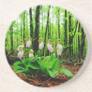 Dessous De Verre En Grès Pink Lady Slipper sauvage orchidée