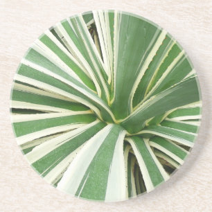 Dessous De Verre En Grès Plante Agave Vert et blanc rayé