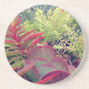 Dessous De Verre En Grès Plantes succulents