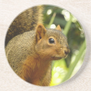 Dessous De Verre En Grès Portrait d'un écureuil Nature Animal Photographie