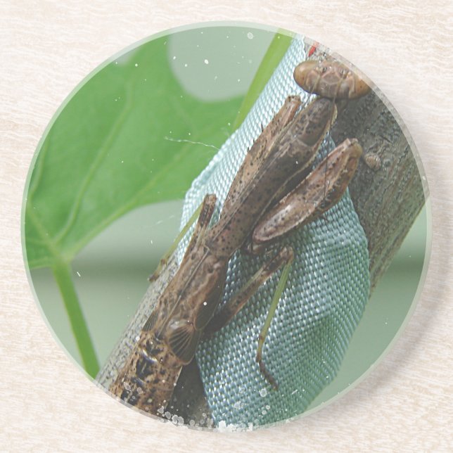 Dessous De Verre En Grès Prier Insecte Mantis (Devant)