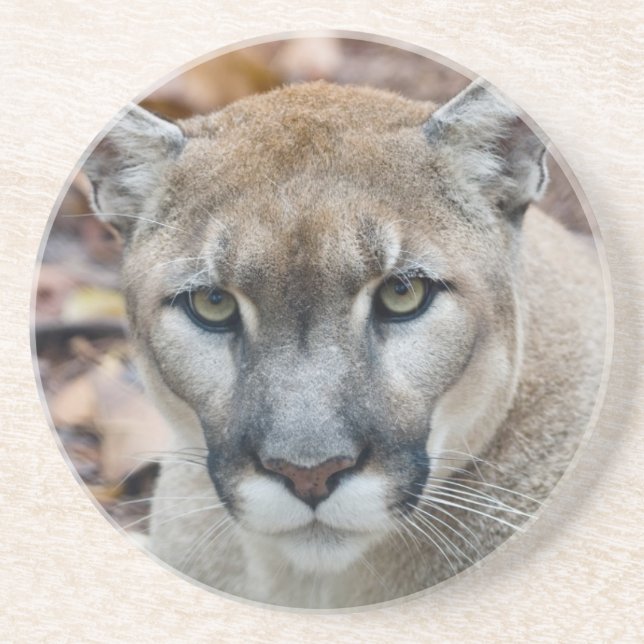 Dessous De Verre En Grès Puma, lion de montagne, panthère de Floride, Puma (Devant)