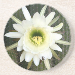 Dessous De Verre En Grès Reine de la Fleur de Cactus de Nuit, Région du Kar