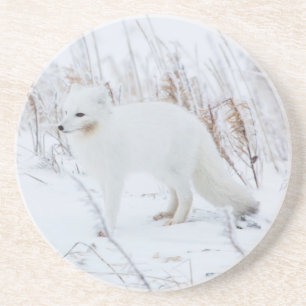 Dessous De Verre En Grès Renard arctique