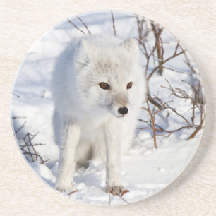 Dessous De Verre En Grès Renard Arctique , Zone de gestion de la faune de C