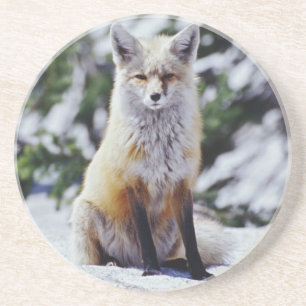 Dessous De Verre En Grès Renard roux assis sur un banc de neige, Vulpes, Mt