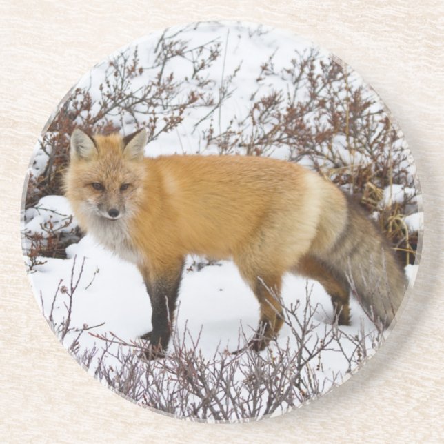 Dessous De Verre En Grès Renard roux dans la neige en hiver (Devant)