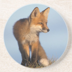 Dessous De Verre En Grès renard roux, Vulpes vulpes