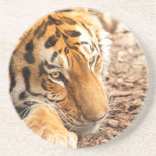 Dessous De Verre En Grès Repose de tigre