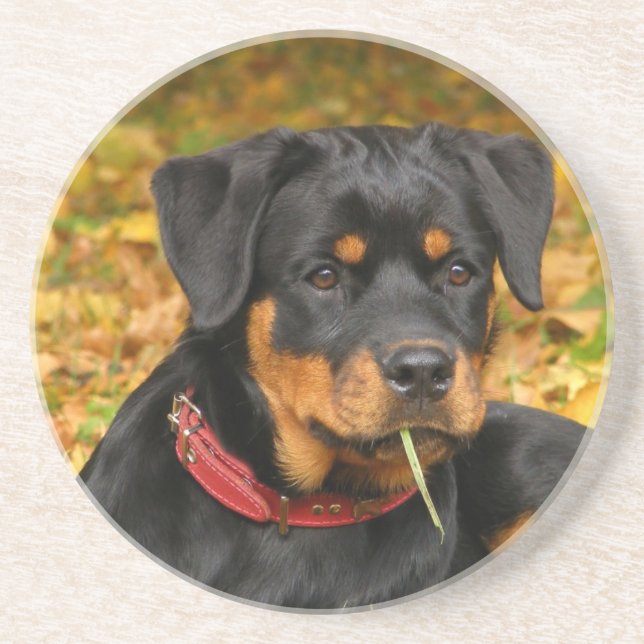 Dessous De Verre En Grès Rottweiler Pup Allongé Sur Le Terrain Dans La Forê (Devant)