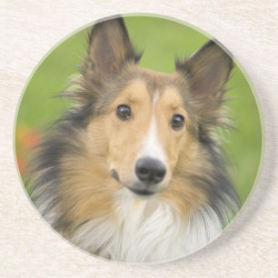 Dessous De Verre En Grès Rough Collie, chien