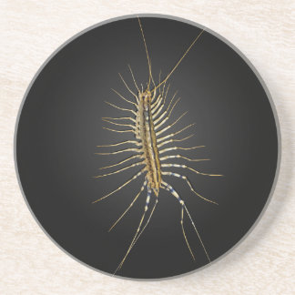 Dessous De Verre En Grès Scutigera Coleoptrata de centipède de Chambre