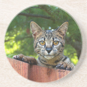 Dessous De Verre En Grès Série de chats — Serval Savannah Chat—Dessous