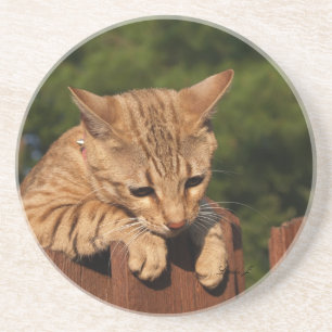 Dessous De Verre En Grès Série de chats — Serval Savannah Chat—Dessous de v