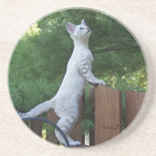 Dessous De Verre En Grès Série de chats — Serval Savannah Chat—Dessous de v